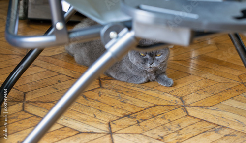 Scottish purebred grey cat is sitting on parquet closeup.