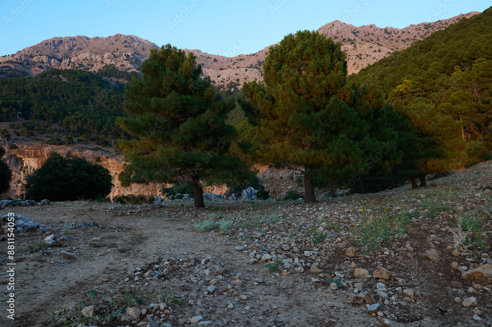 Scenic mountain landscape with lush pine trees and rocky terrain at sunset Scenic mountain landscape with lush pine trees and rocky terrain at sunset