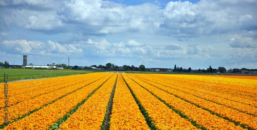 Wallpaper Mural Amsterdam Tulip Fields Torontodigital.ca