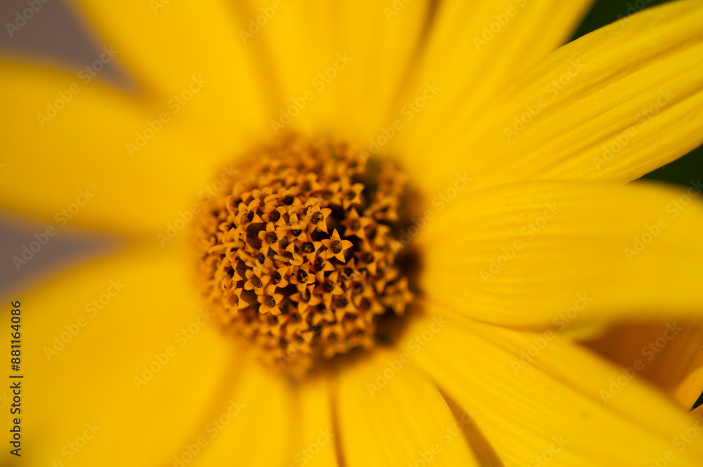 Słoneczniczek zwyczajny Heliopsis helianthoides Common sunflower Słoneczniczek zwyczajny Heliopsis helianthoides Common sunflower