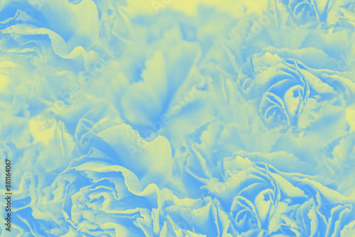 Abstract blue yellow background, floral carnation petals pattern