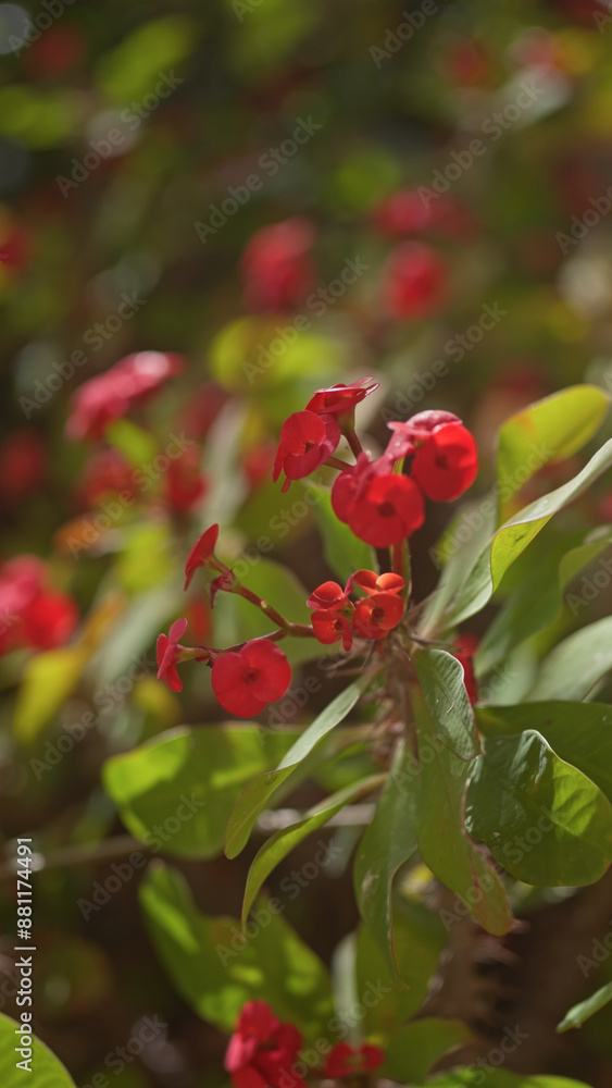 Close-up of red euphorbia milii flowers, also known as crown of thorns, against a blurred green foliage background. Close-up of red euphorbia milii flowers, also known as crown of thorns, against a blurred green foliage background.