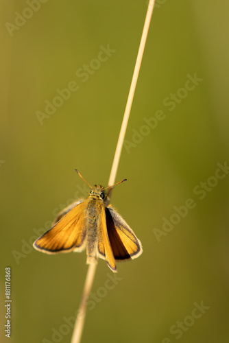 Foto A European skipper (Essex skipper, Thymelicus Lineola) sitting on a haulm