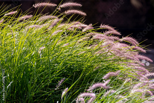 Selective focus of fluffy flowers with warm sunlight in afternoon, Green grass with leaves in garden, Cenchrus ciliaris is a widespread genus of plants in the grass family, Nature floral background. photo