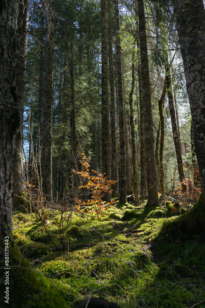 Obraz premium pine forest in autumn