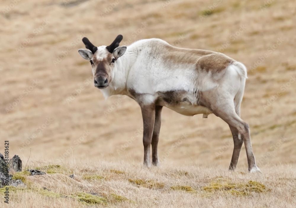 Obraz premium Wildlife in Iceland,