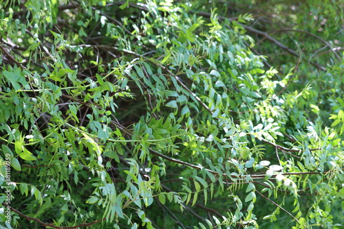 Southern Black Walnut, Juglans Californica, an entrancing native monoecious perennial arborescent shrub displaying new seasonal foliage elegantly emerging during Spring in the Santa Monica Mountains.