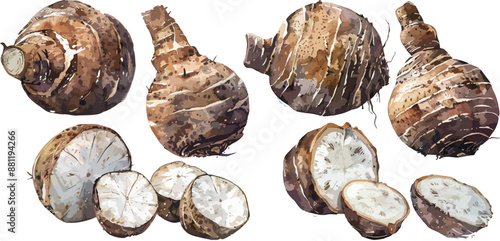taro watercolor clipart