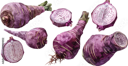 taro watercolor clipart