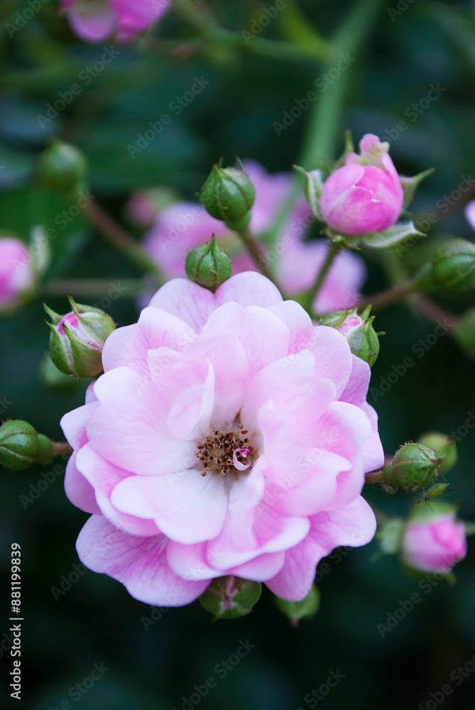delicate rose among green leaves and buds delicate rose among green leaves and buds