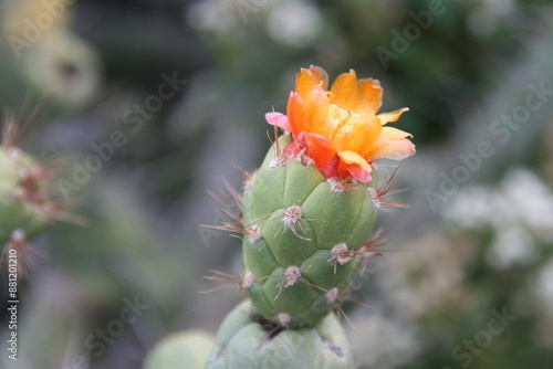 Kaktus - Blüte - Peru