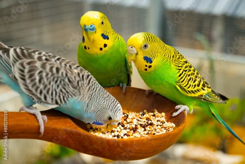 Obraz Parrots eat food in the morning. Raising parrots in Thailand.