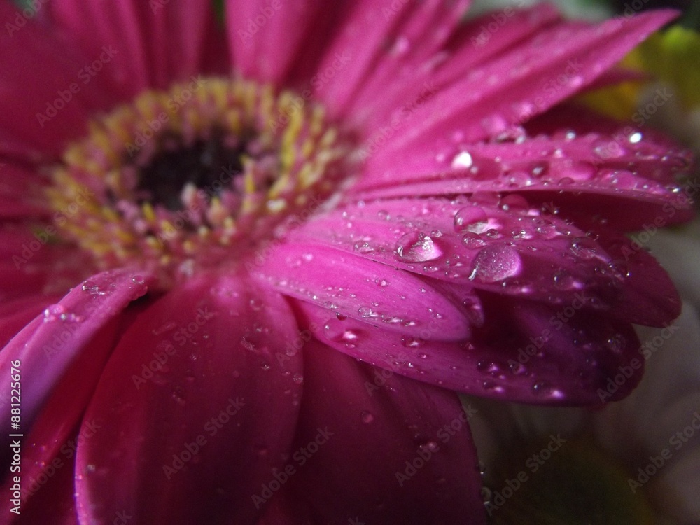 close up of pink daisy flower with drops close up of pink daisy flower with drops