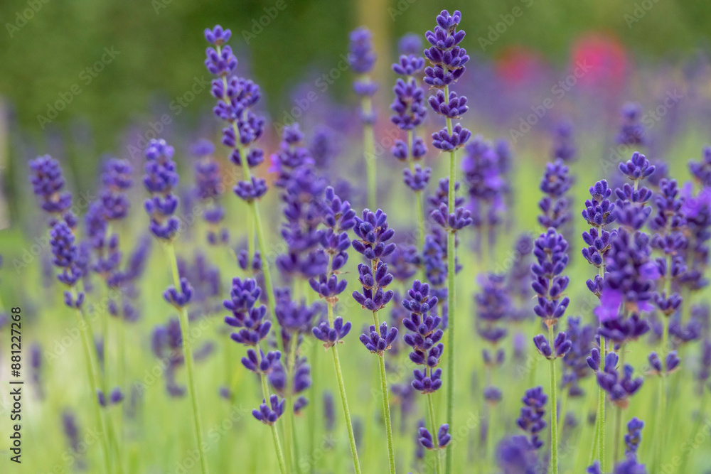 Obraz premium Lavendel