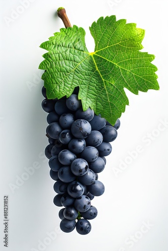 Fresh Black Grape Cluster Green Leaf Isolated White Background