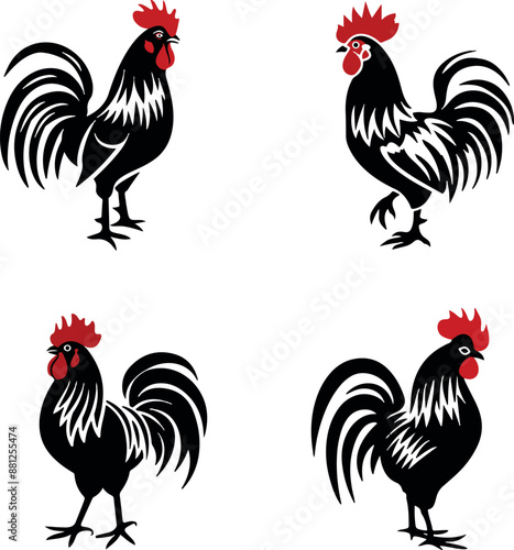 rooster isolated on white background