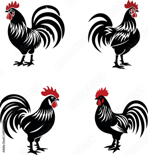 rooster isolated on white background