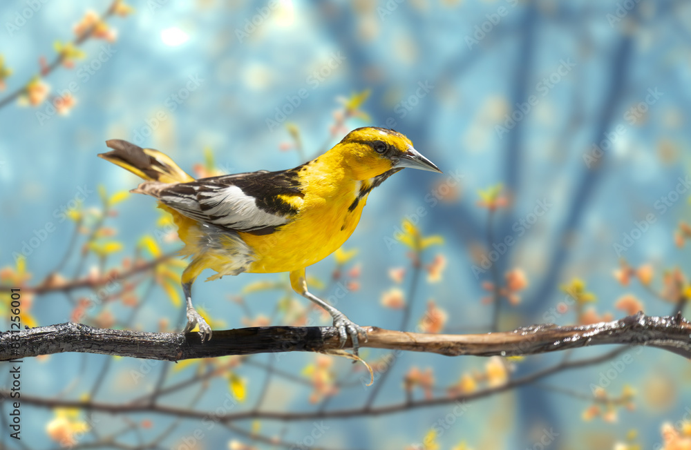 Naklejka premium Bullock's Oriole Bird Close-up Perched on a Branch in the Meadow.