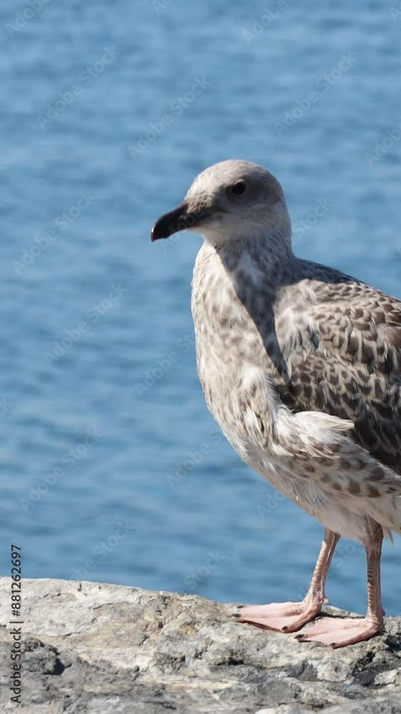 Close-Up of a Seagull Standing on a Rock by the Sea Close-Up of a Seagull Standing on a Rock by the Sea