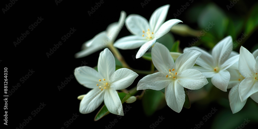 A close-up view of white jasmine flowers, showcasing their delicate petals and bright yellow centers against a soft background. A close-up view of white jasmine flowers, showcasing their delicate petals and bright yellow centers against a soft background.