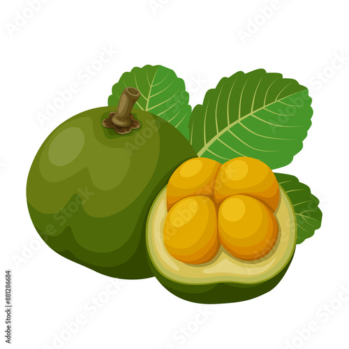 Vector illustration of Caryocar brasiliense, known as pequi, or souari bean, isolated on white background.