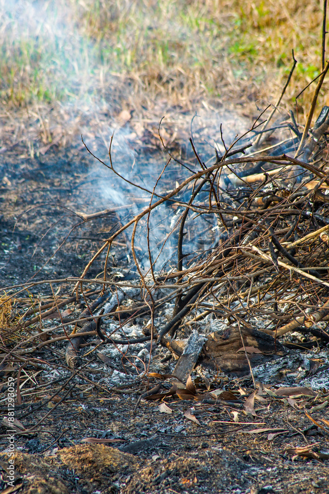 the remains of burnt branches on the edge of the forest the remains of burnt branches on the edge of the forest