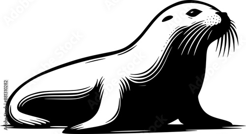 Sea lion vector illustration