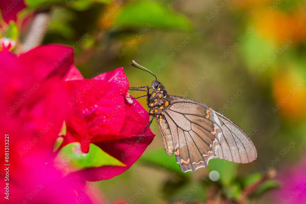 Fototapeta premium Borboleta Polydamas Swallowtail - Battus polydamas