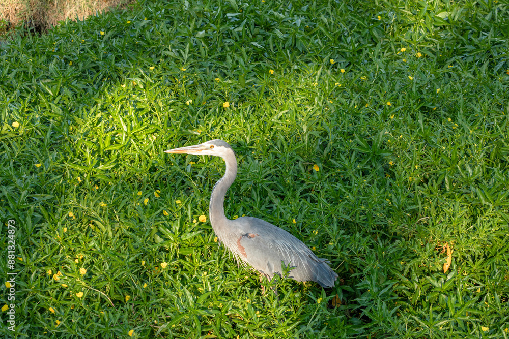 Fototapeta premium The great blue heron (Ardea herodias) in a primrose willow. Arizona.