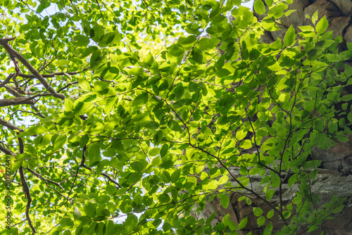 Green Leaf Canopy