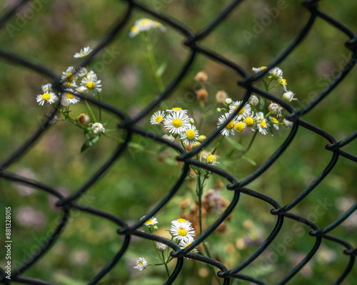 Flowers behind fence