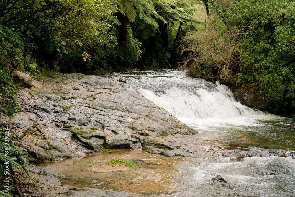 The Kaiate Stream in the Forest