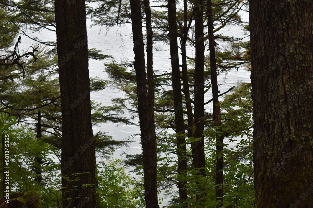 Fototapeta premium Ocean through Trees