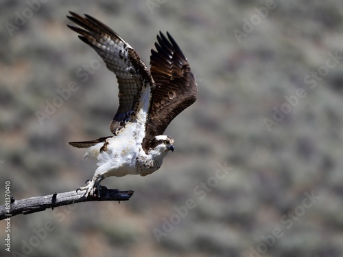Osprey taking flight