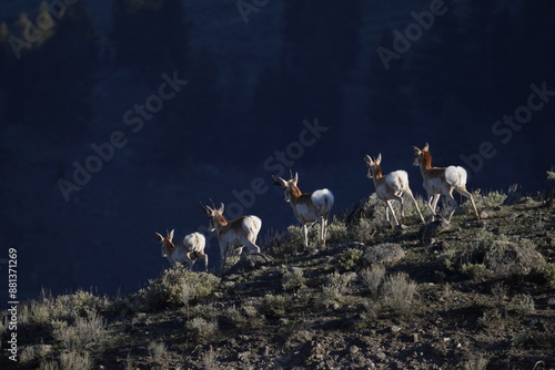 Antelope herd in Yellowstone 