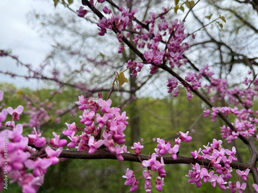 Tree blooming Tree blooming
