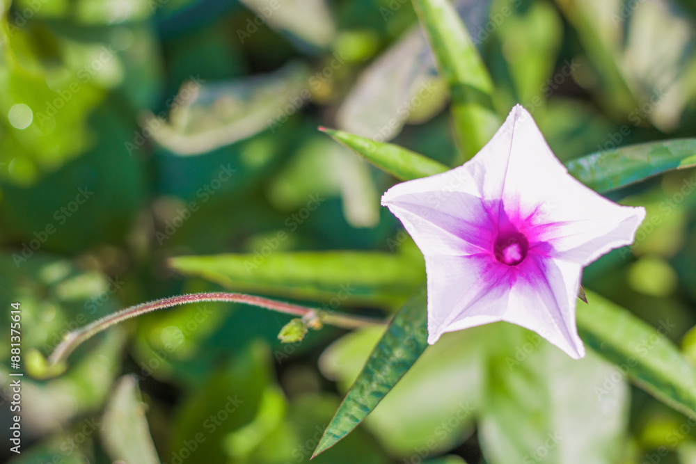 Ipomoea batatas flowers in the morning Ipomoea batatas flowers in the morning