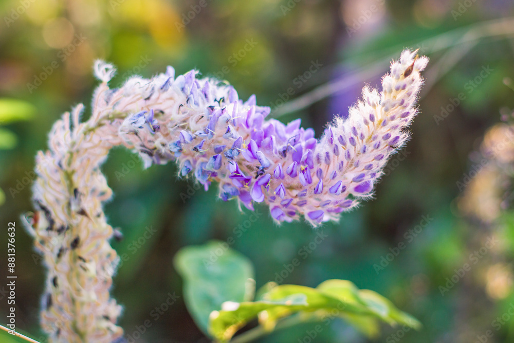 Asian Foxtail (Uraria crinita) Close-up of flowering bush plant in the morning Asian Foxtail (Uraria crinita) Close-up of flowering bush plant in the morning