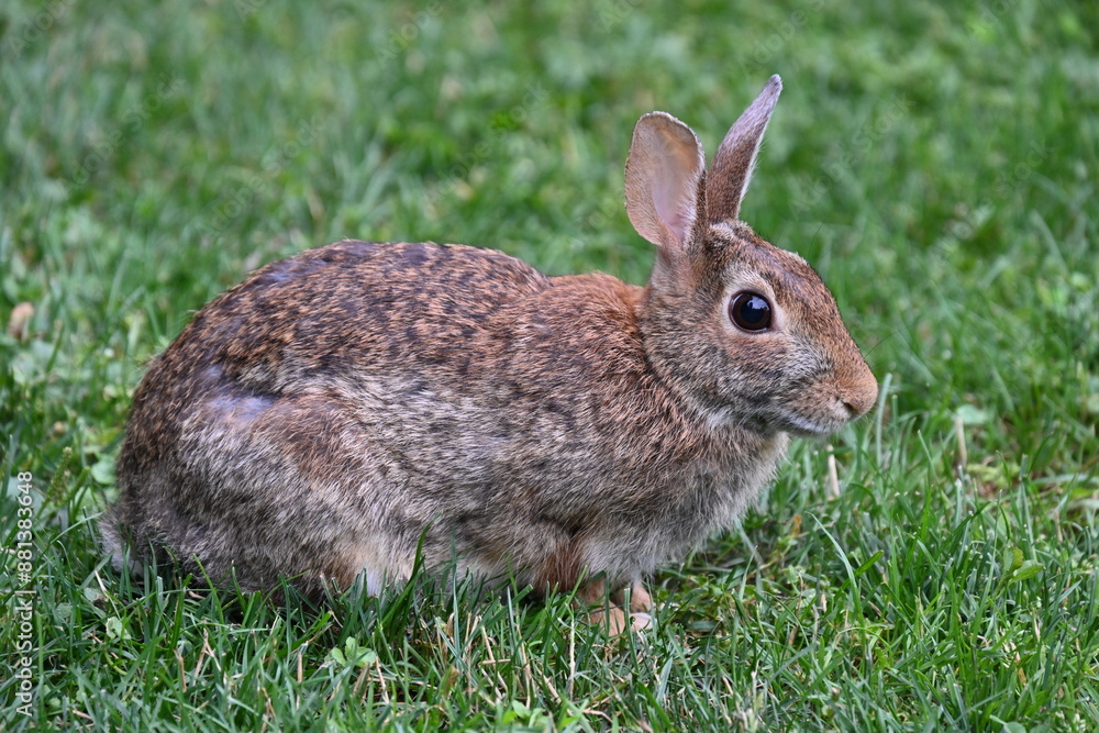 gray hare in the bushes, gray hare in the bushes,