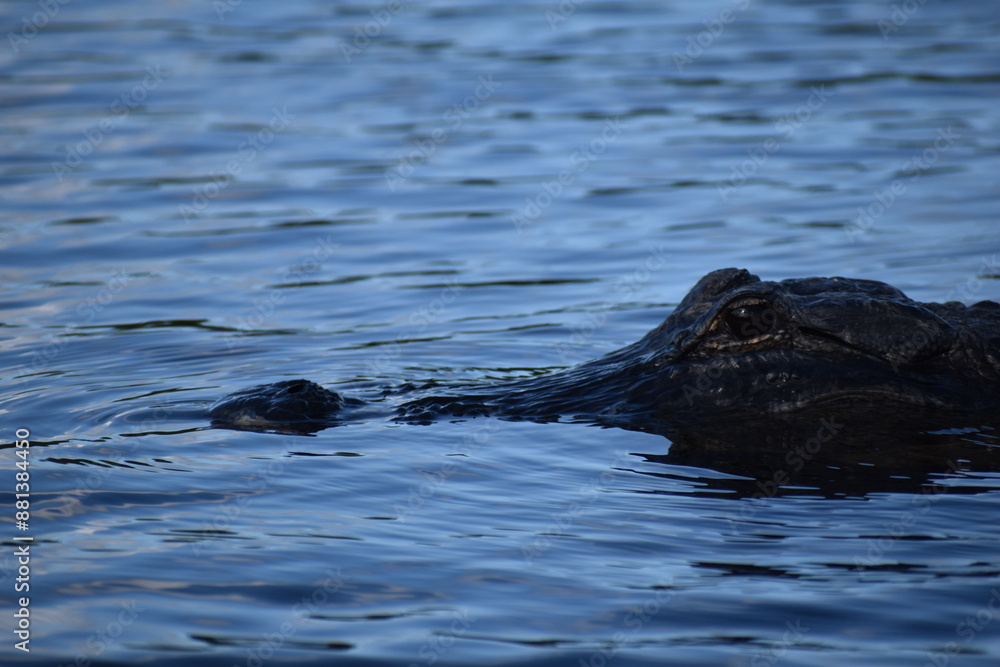 Fototapeta premium alligator in the water
