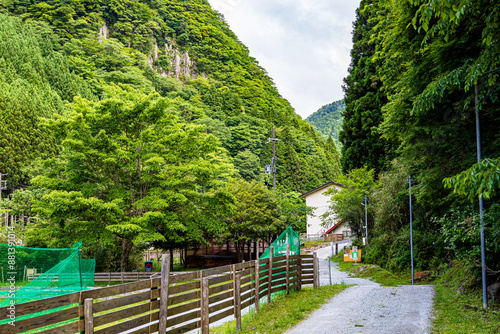新緑に包まれた細道