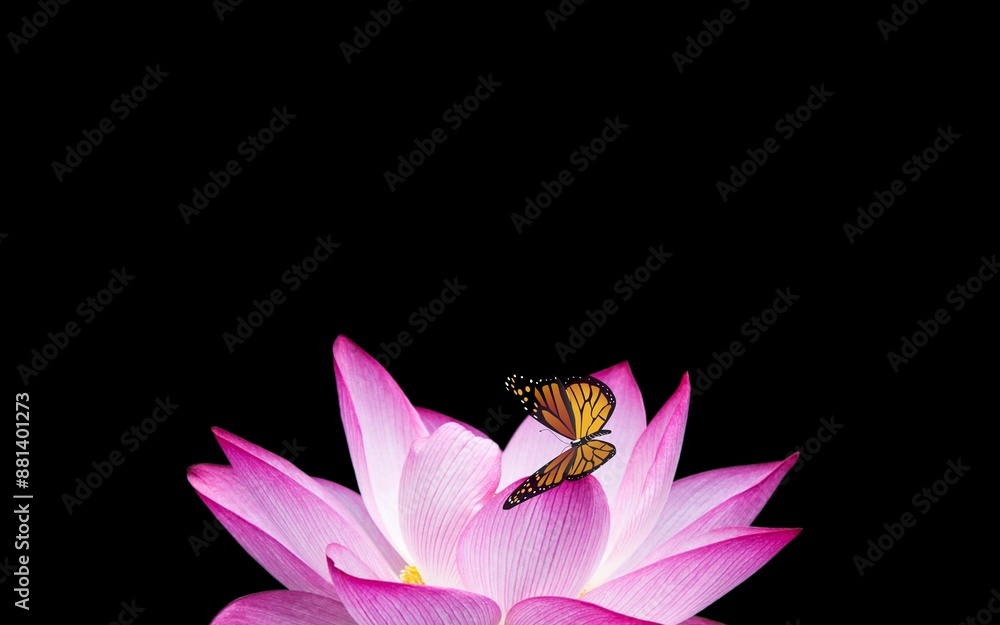 Lotus flower on negative frame. Good for valentine's day, gift, birthday, celebration. Negative space background. Lotus flower on negative frame. Good for valentine's day, gift, birthday, celebration. Negative space background.