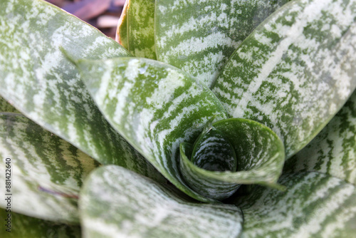 Fotografija Close up of a green and white bromeliad plant in a garden