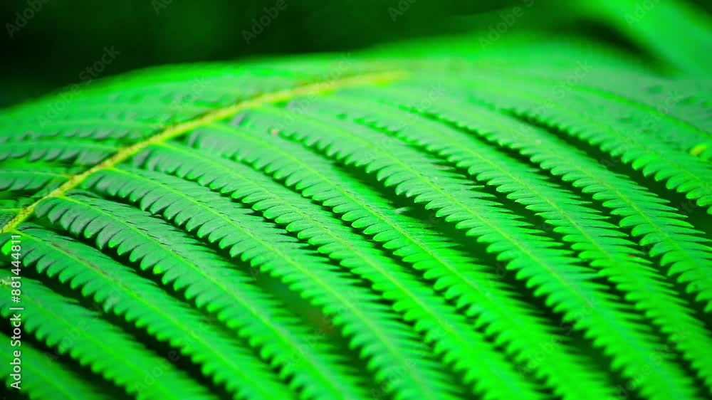 Close-up shot of fresh fern leaves Close-up shot of fresh fern leaves