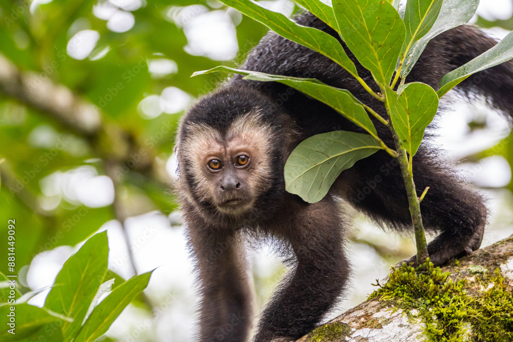 Fototapeta premium Macaco-prego na Mata Atlântica / yellow-breasted-capuchin monkey in the atlantic forest