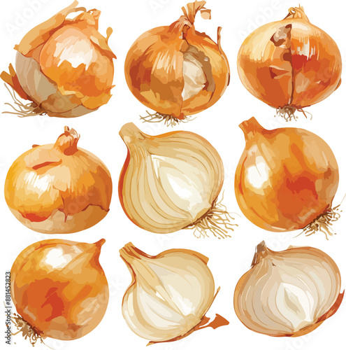 onion watercolor clipart