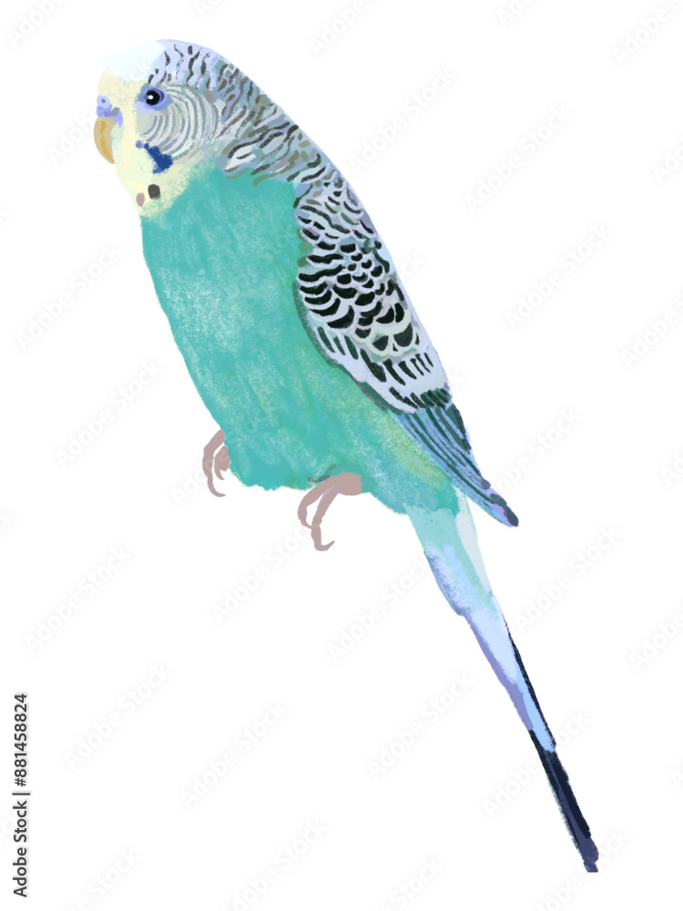 Fototapeta premium セキセイインコ（ブルー）