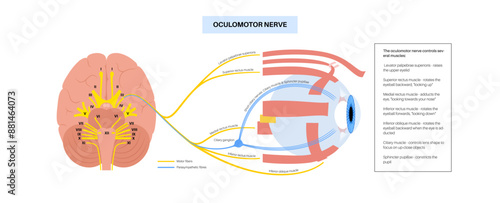 Oculomotor nerve poster