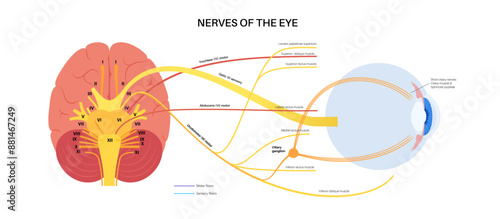 Motor nerves of the eye