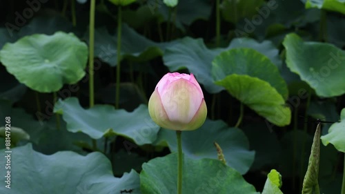一輪の蓮の花